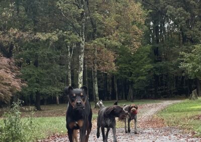 Hunde einer GAstschülerin in den usa