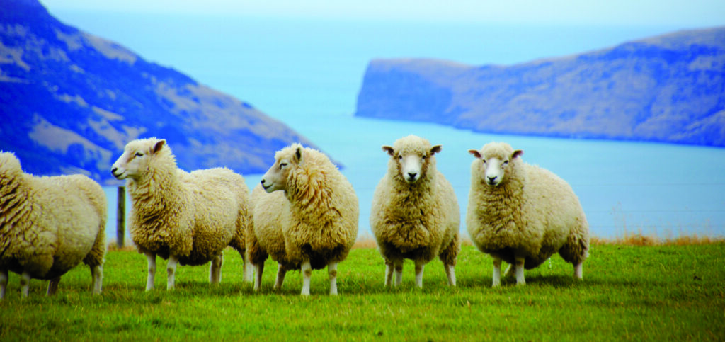 Schaafe in Neuseeland
