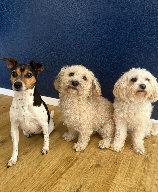 Ileen_Team TASTE Hunde